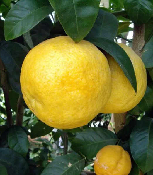 Citrus 'Volkameriana'
